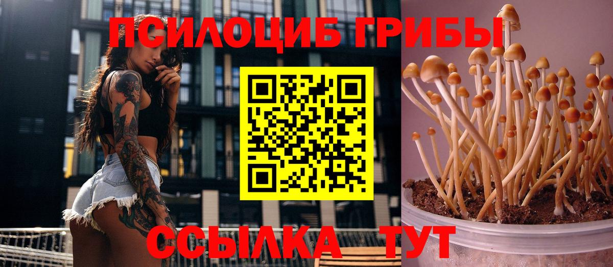 Псилоцибиновые грибы Cubensis Жуковский